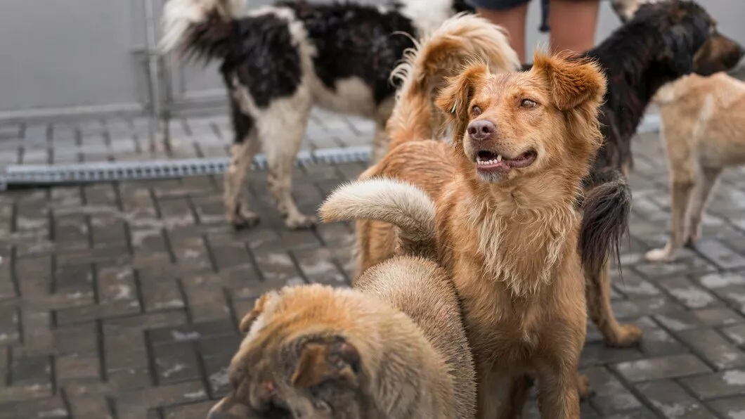 Собачий дедлайн: алтайские депутаты могут прорабатывать вопрос умерщвления бродячих животных